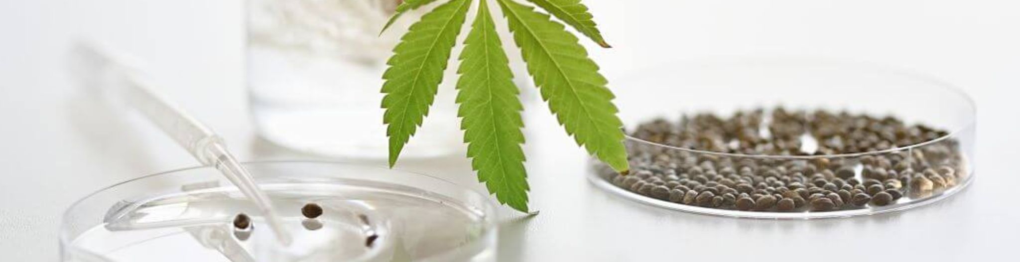 kannabinoidy czym są.jpg